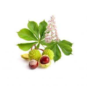 HORSE CHESTNUT