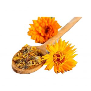 Calendula