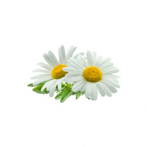 CHAMOMILLE EXTRACT